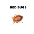 Bed Bug Control
