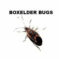 Boxelder Bug Control