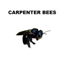 Carpenter Bee Control