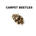 Carpet Beetle Control