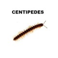 Centipede Control