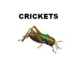 Cricket Control