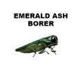Emerald Ash Borer Control