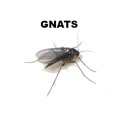 Gnat Control