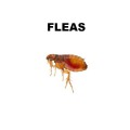 Flea Control