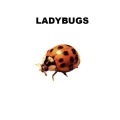 Ladybug Control