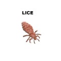 Lice Control