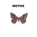 Moth Control