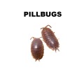 Pillbug Control