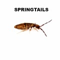 Springtail Control