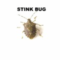 Stink Bug Control